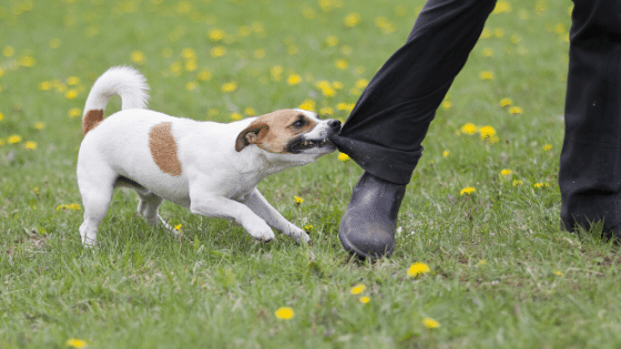 Common Causes of Dog Bites in the U.S.