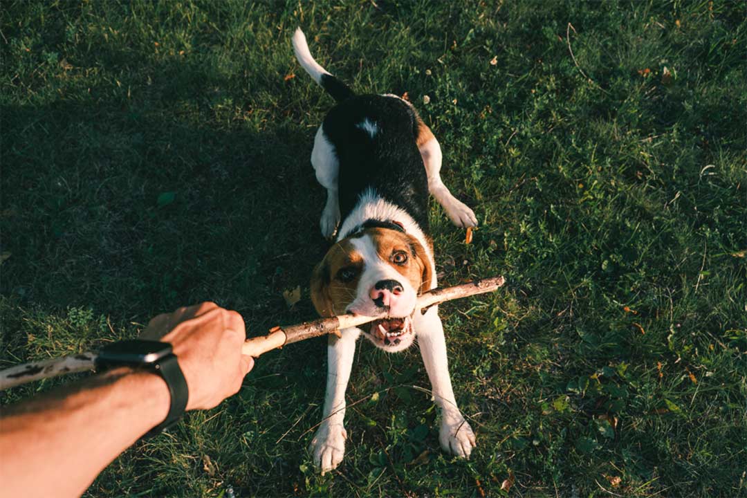 Dog Bite - Beagle