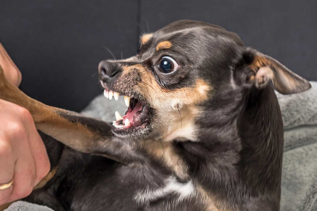 Dog Bite - Chihuahua