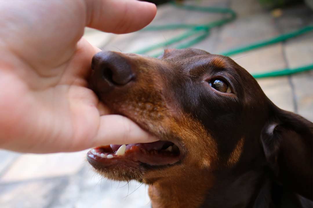 Dog Bite - Dachshund