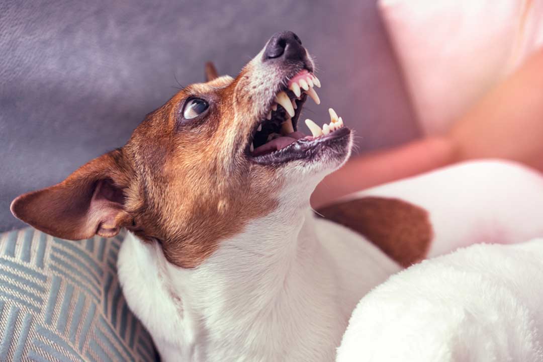 Dog Bite - Jack Russell Terrier